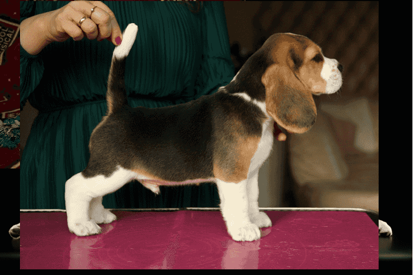 Beautiful Beagle Puppies for sale