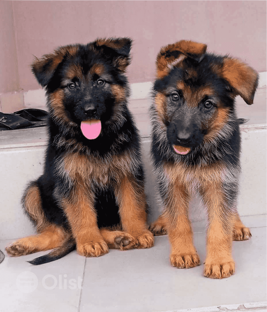 German Shepherd Puppies for sale