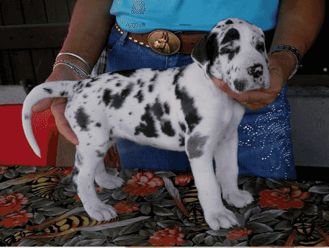 Great Dane Puppies for sale
