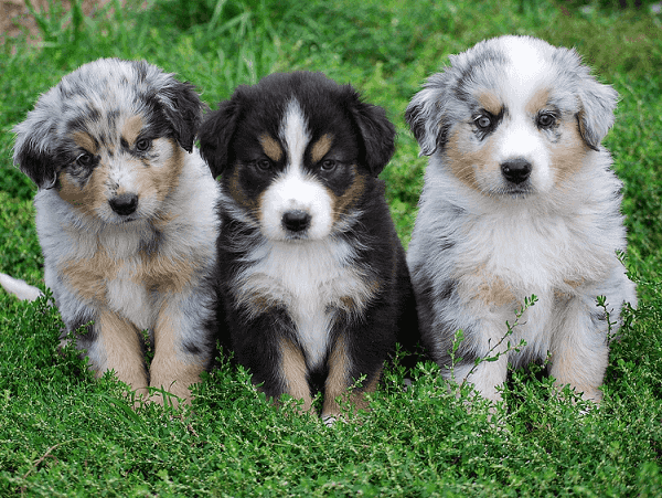 Australian Shepherds for sale