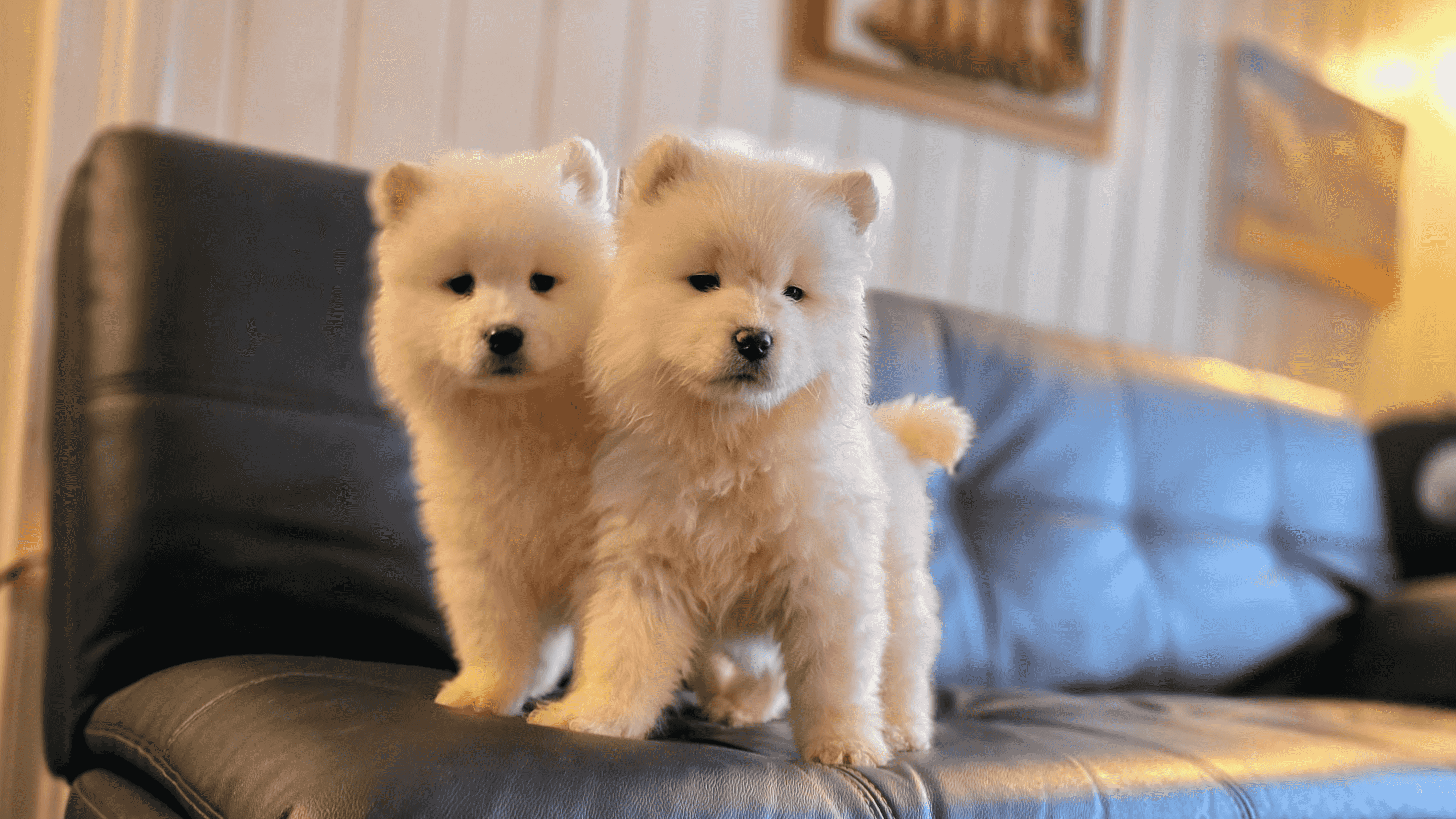 Samoyed Puppies for sale