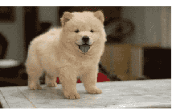 Chow Chow Puppies for sale