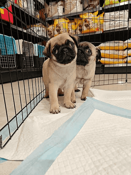 Pug Puppies for sale