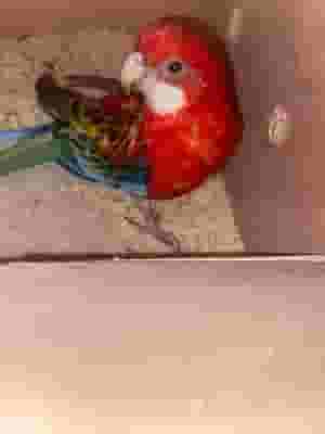 روزيلا الشرقية - جاهزة للتكاثر