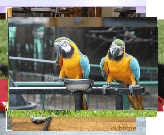 ببغاوات الببغاء الصحية باللونين الأزرق والذهبي للبيع
