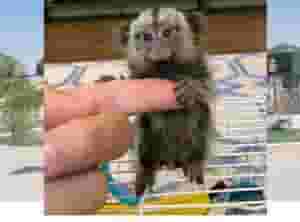 فينجر مارموس وقردة نعم للبيع