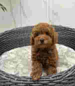 Toy poodle puppy