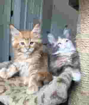 ذكر وأنثى مين كون