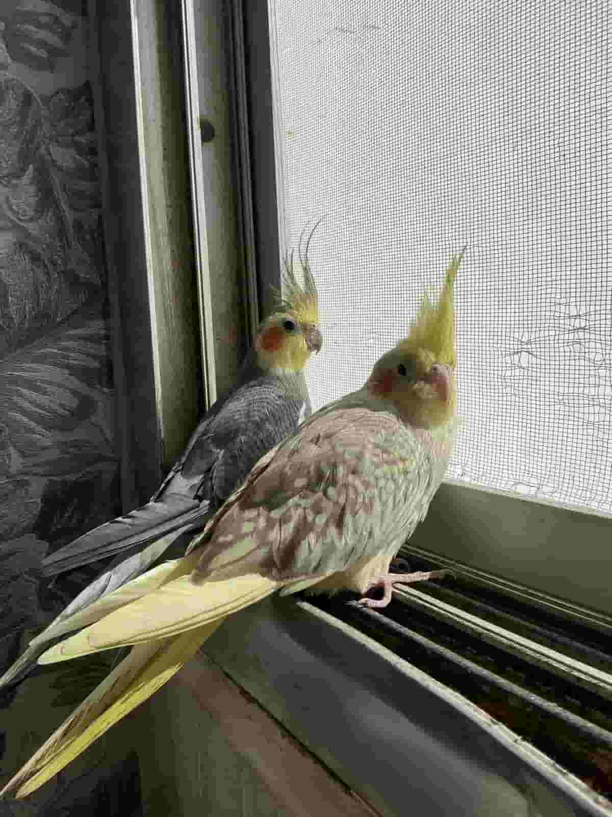 Cocktail birds for sale