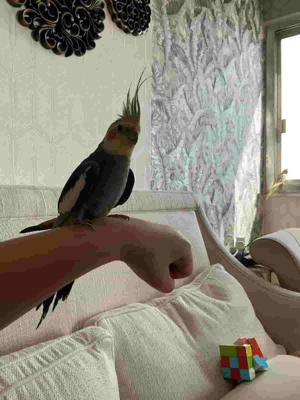 Cocktail bird for sale