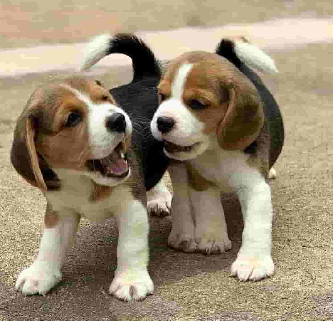 Beagle puppies