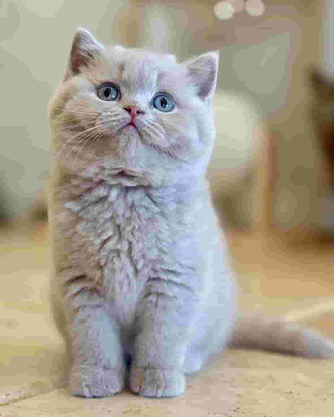 القطط البريطانية ذات الشعر القصير