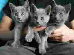 Russian Blue Kittens for sale
