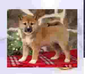 Shiba Inu puppies available for sale