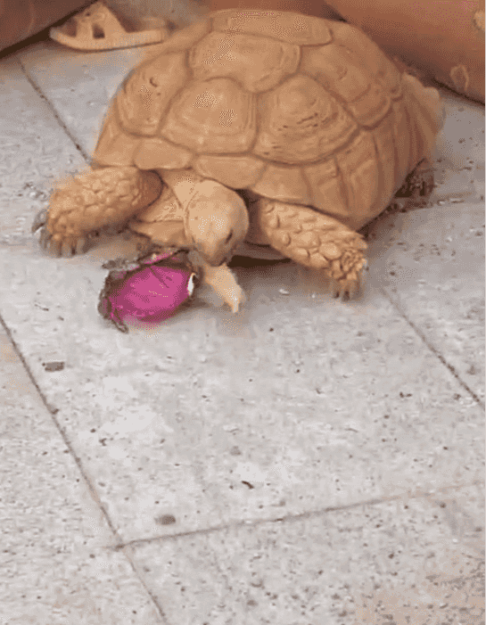 A turtle weighing 20 kg
