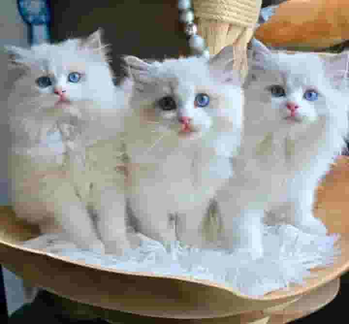 Ragdoll kittens available