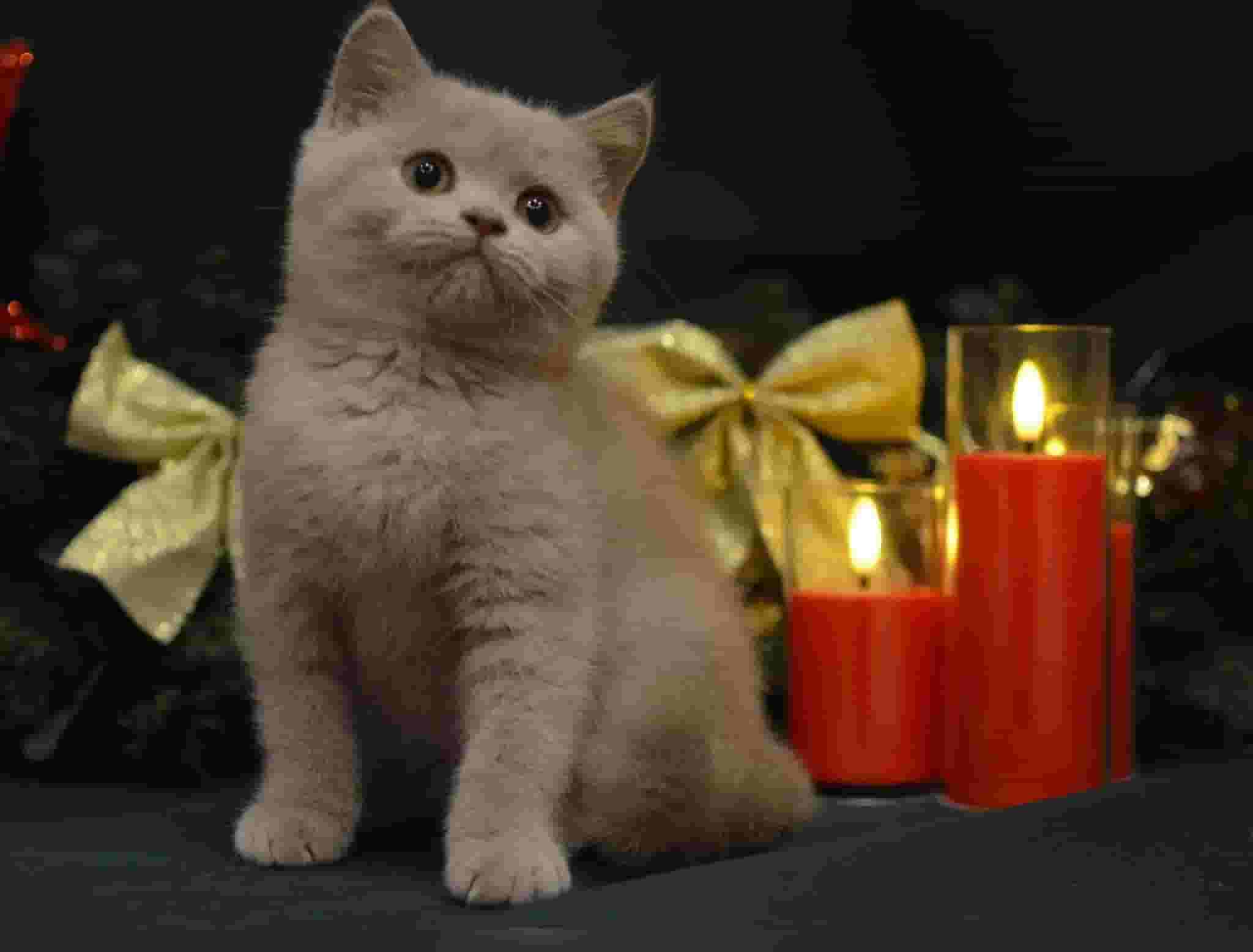 British shorthair kittens