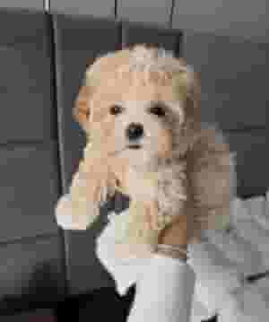 جرو مالتيبوبو