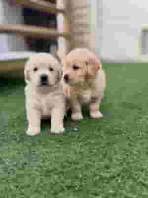 الجراء الأصيلة