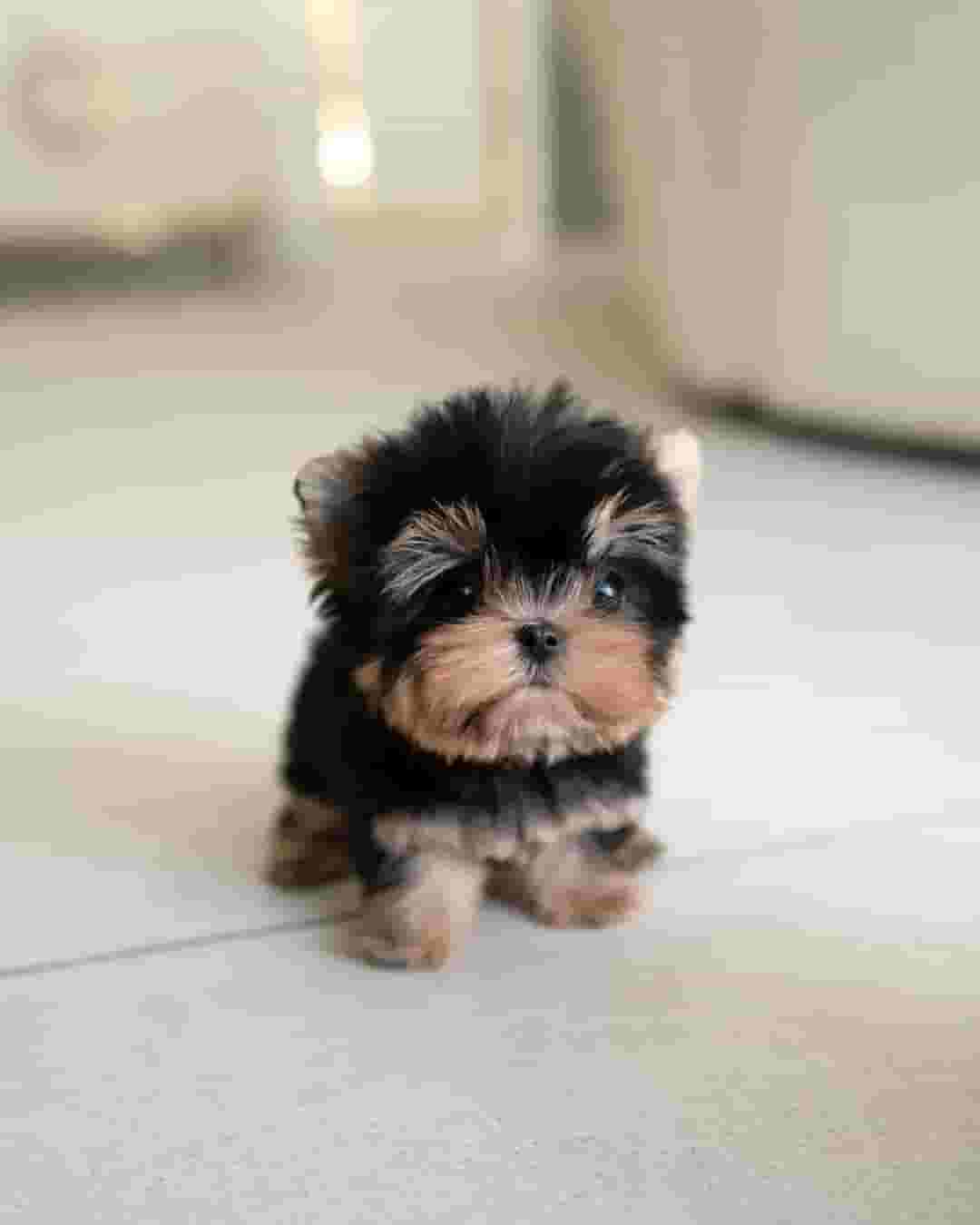  كلاب البودل