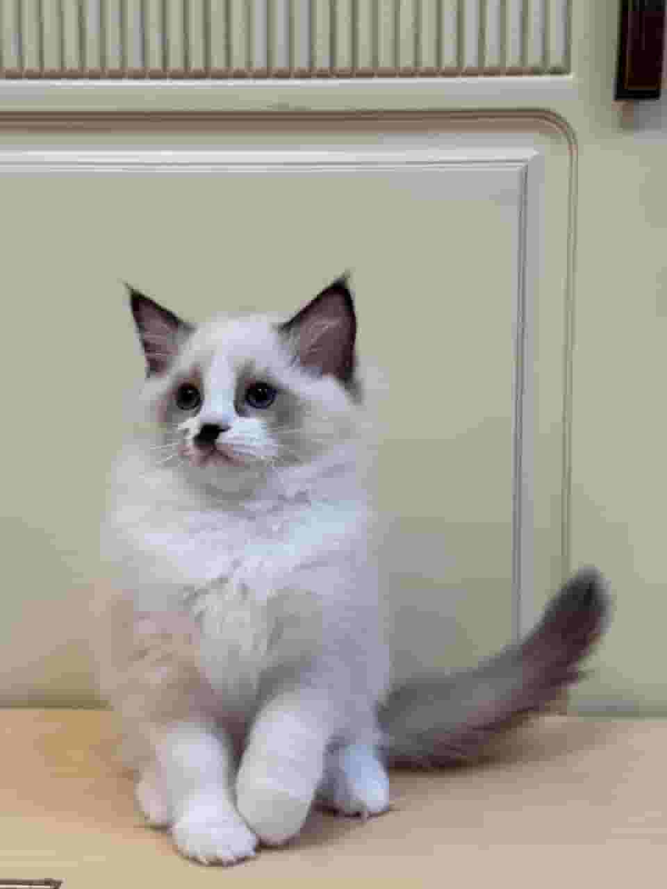 RAGDOLL KITTENS FOR ADOPTION