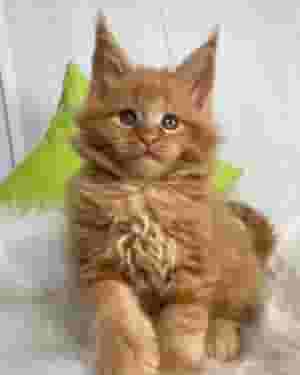 Maine Coon cats for adoption