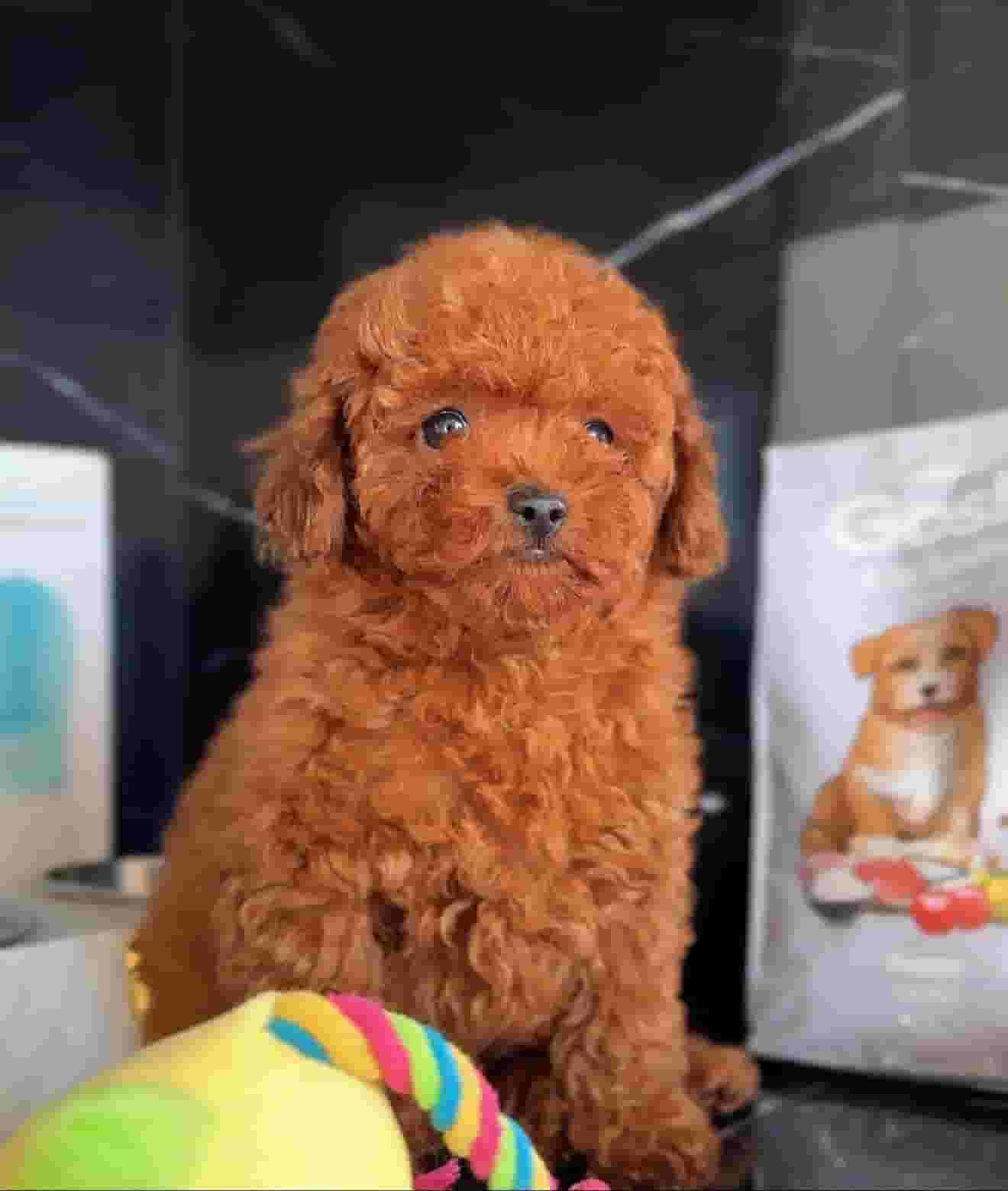 كلاب البودل جاهزة في دبي