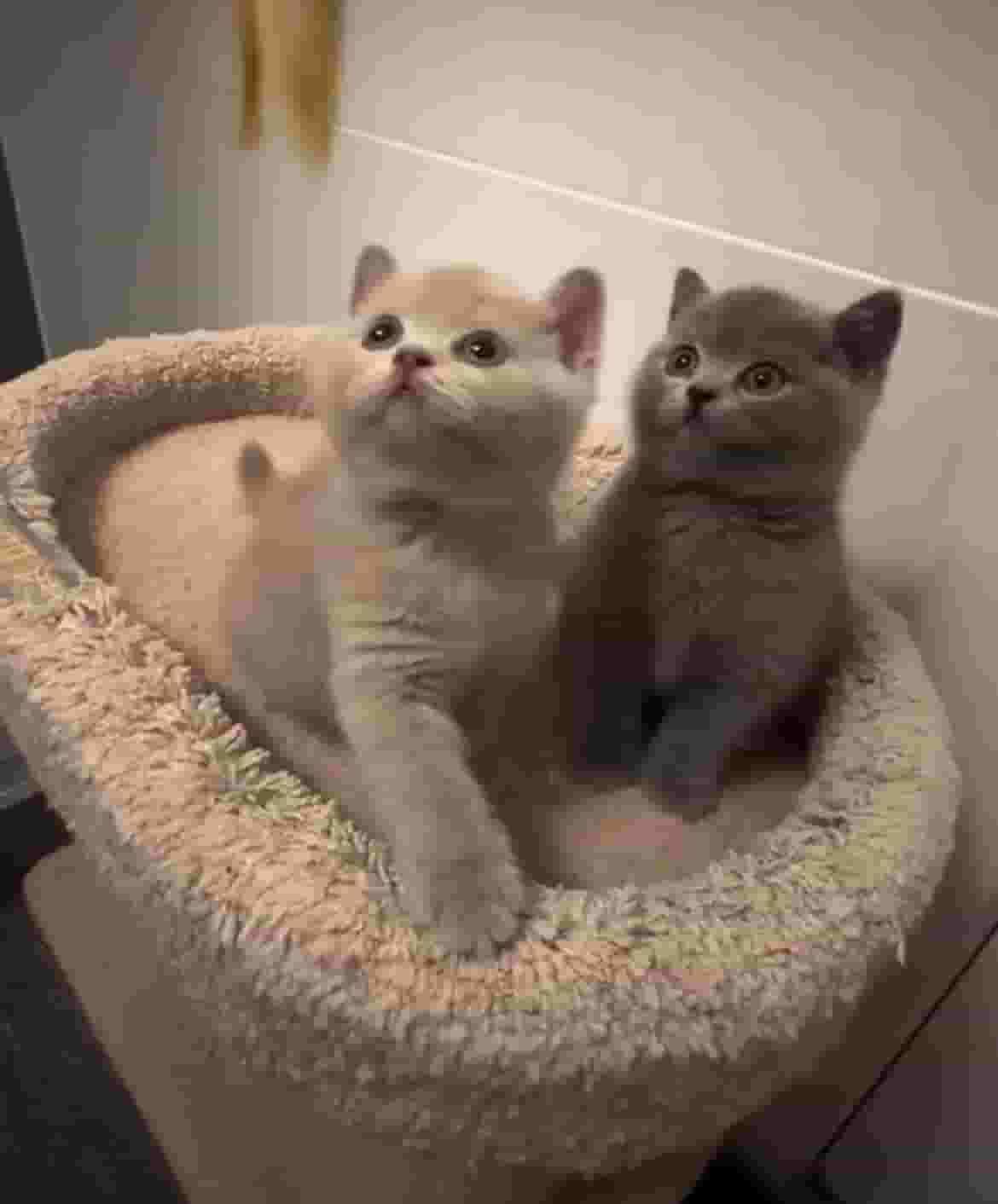Male and female British shorthair