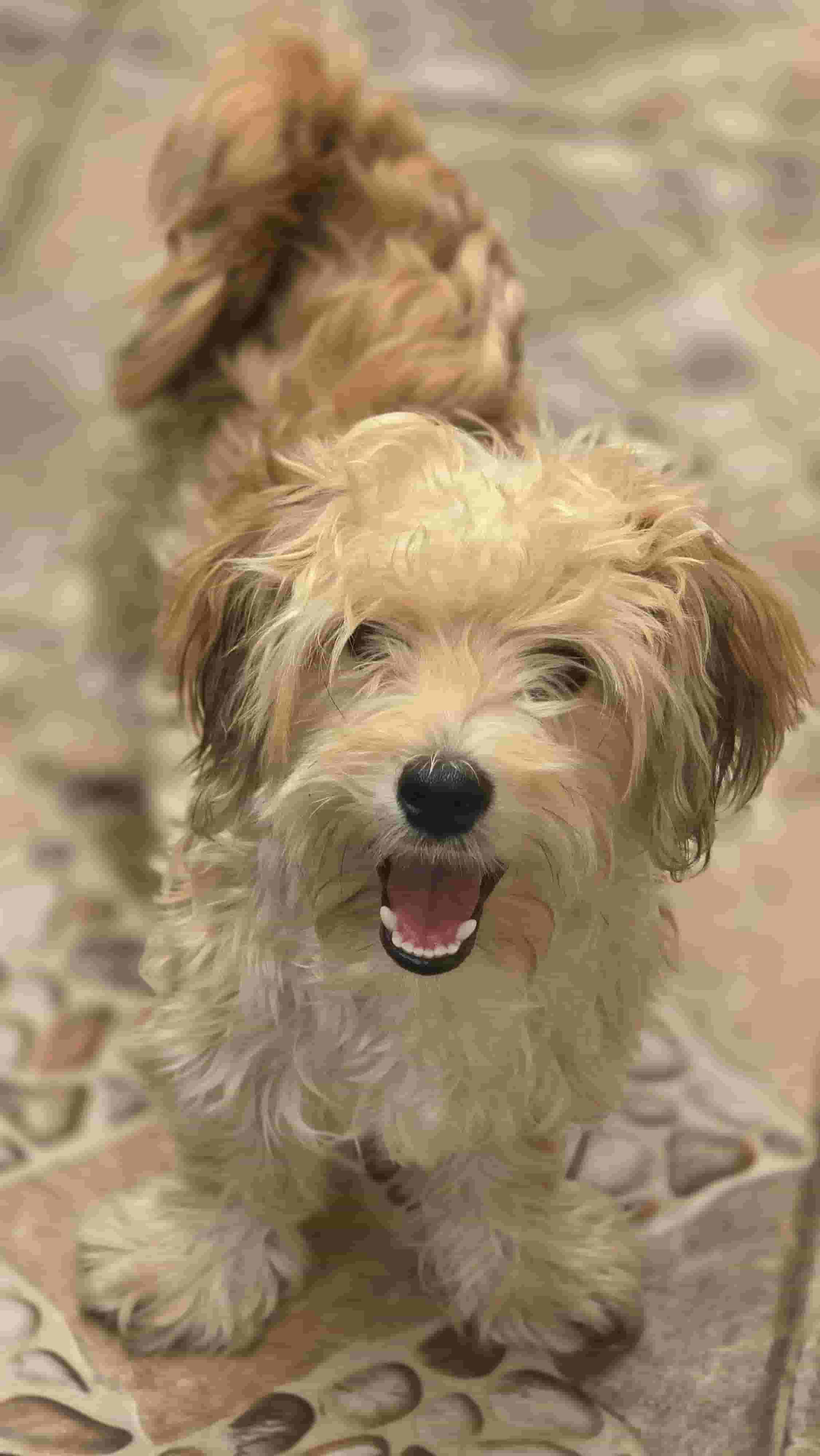 Male 5 month old toy breed dog