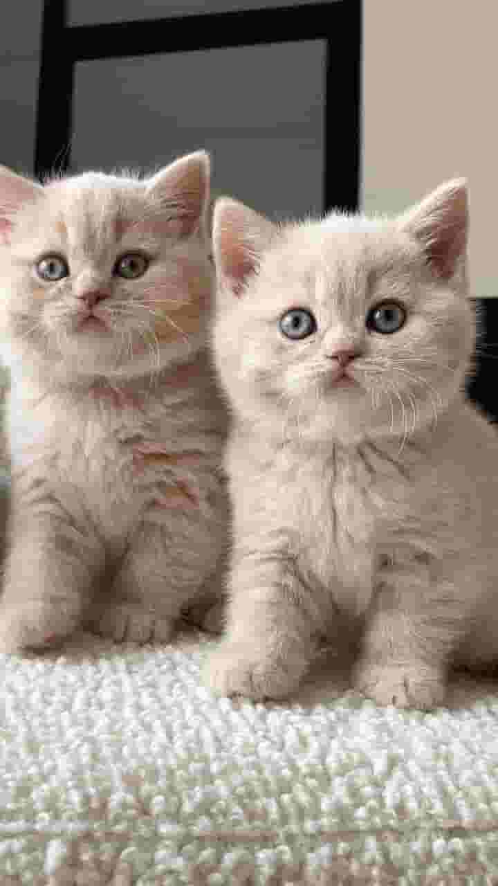 British shorthair kittens