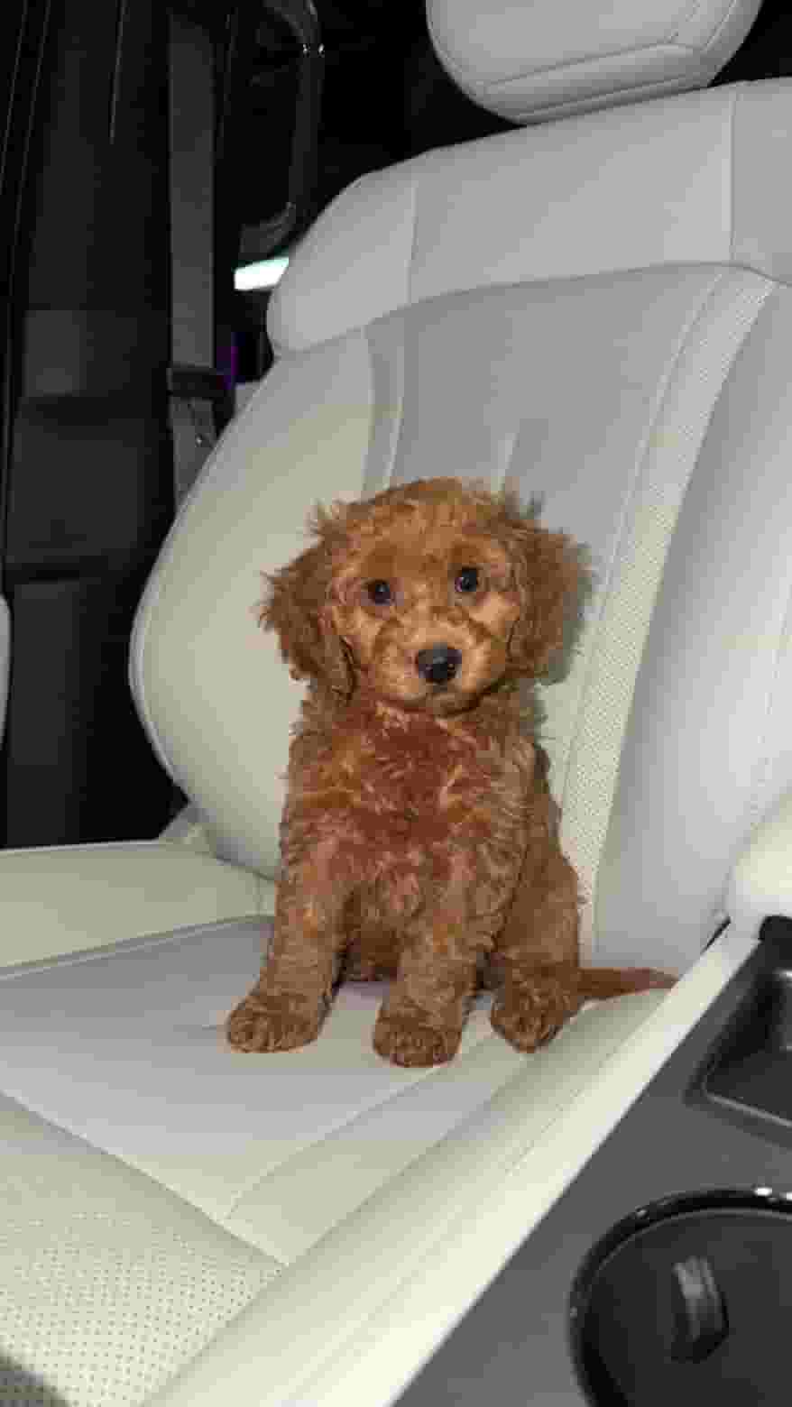  Poodle puppy dog for sale