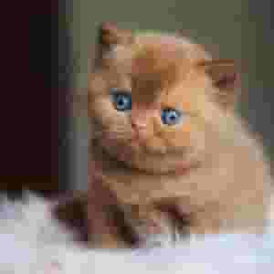 شعر قصير بريطاني