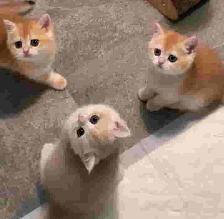 القطط البريطانية ذات الشعر القصير