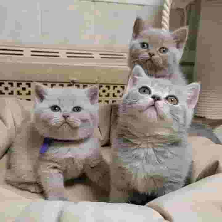 القطط البريطانية ذات الشعر القصير