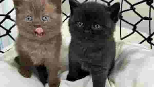 القطط البريطانية ذات الشعر القصير