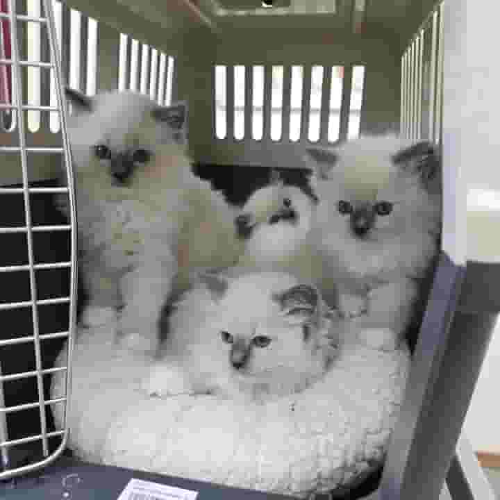 قطط Ragdoll للتبني