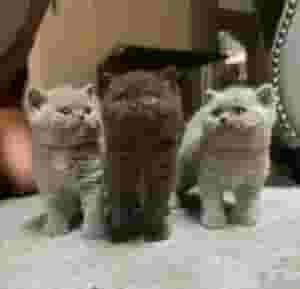 القطط البريطانية ذات الشعر القصير