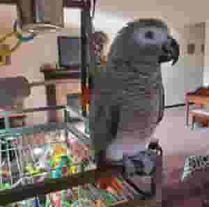female & male African Grey Parrots