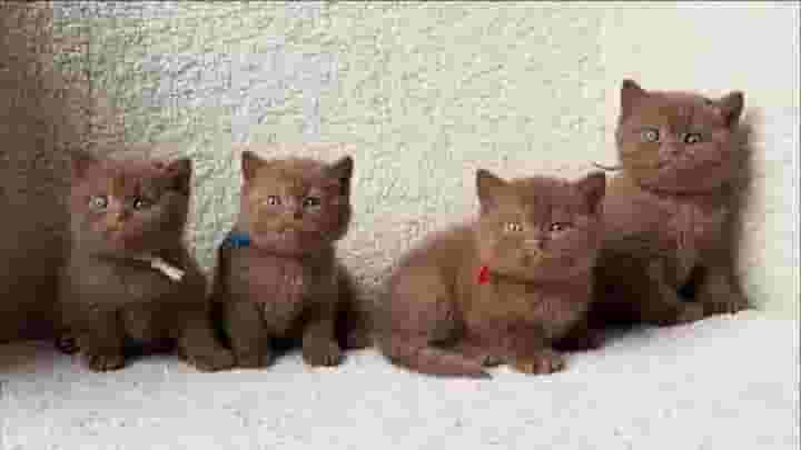 British shorthair kittens