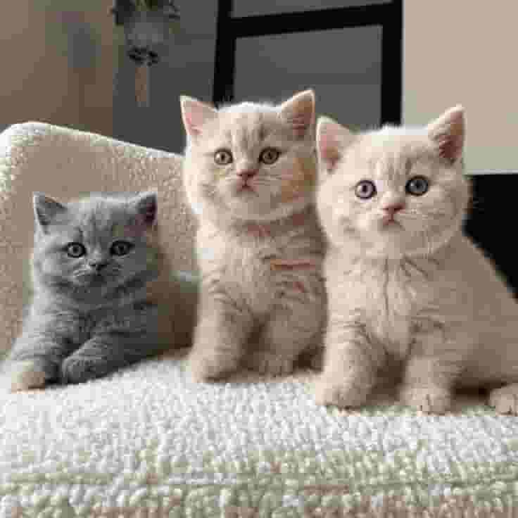 British shorthair kittens
