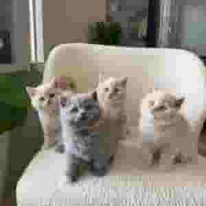 Males and females British shorthair kittens