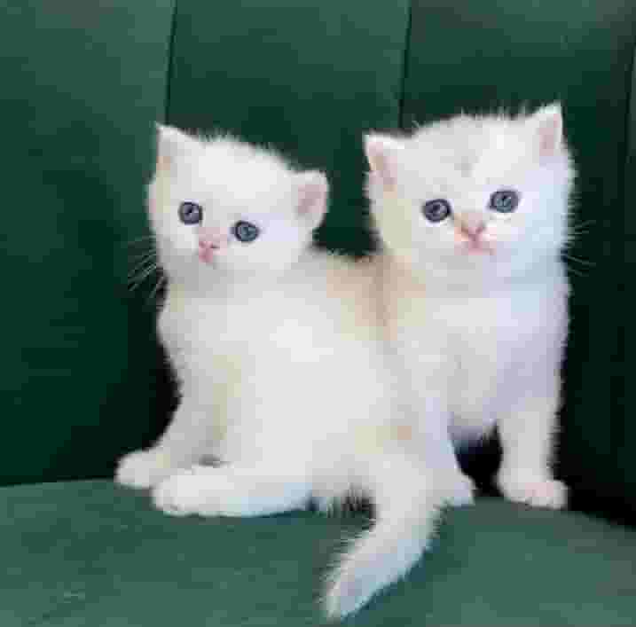 British shorthair kittens