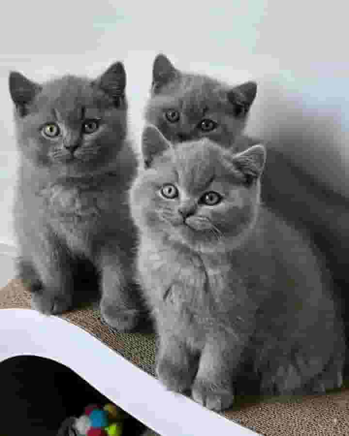 Gray British shorthair kittens