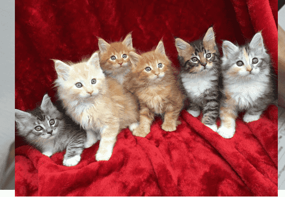 Maine Coon Kittens