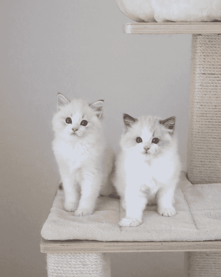 Ragdoll Kittens