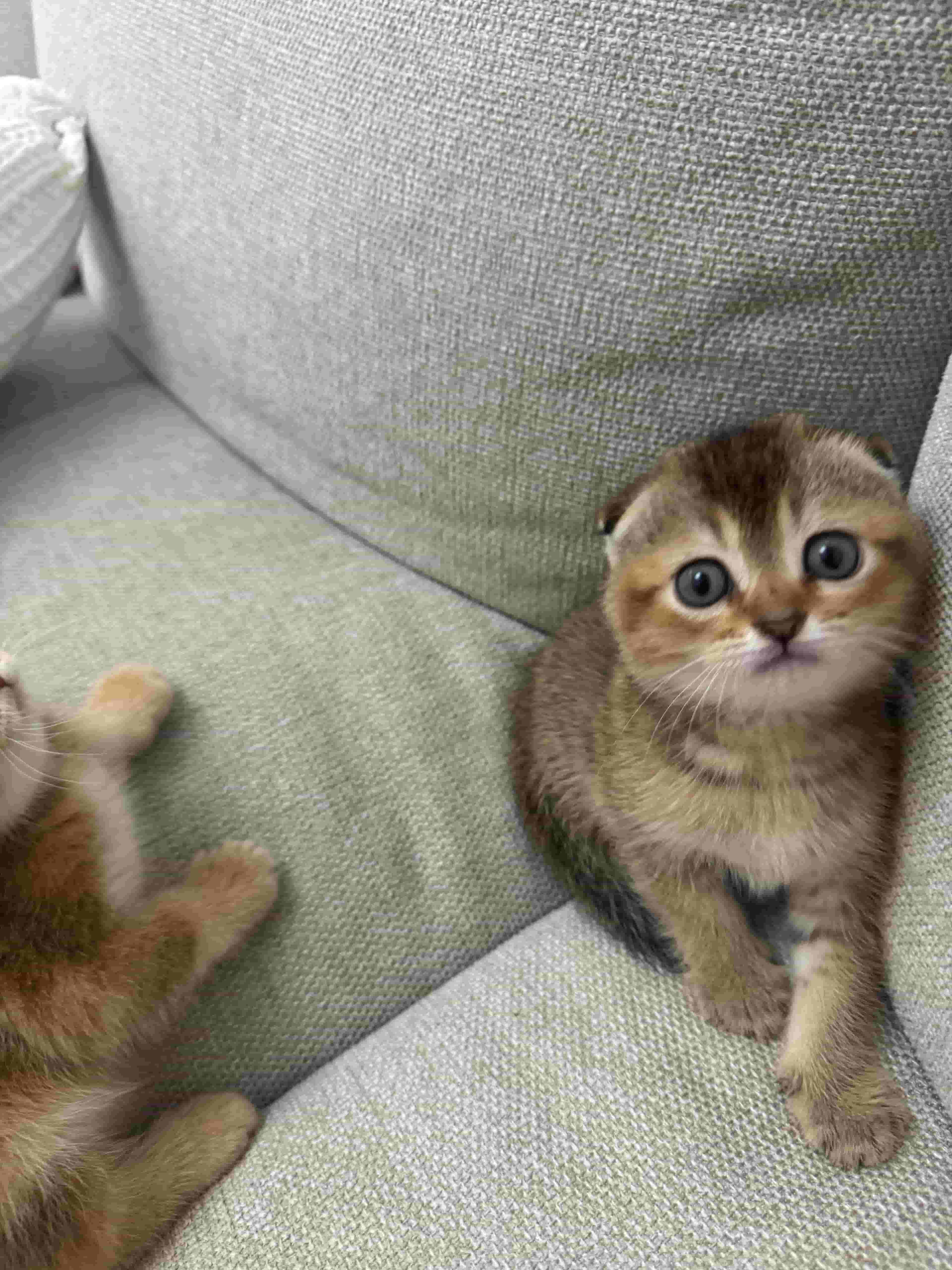 Scotchfold Golden, 55 days old, trained in litterbox and dry food