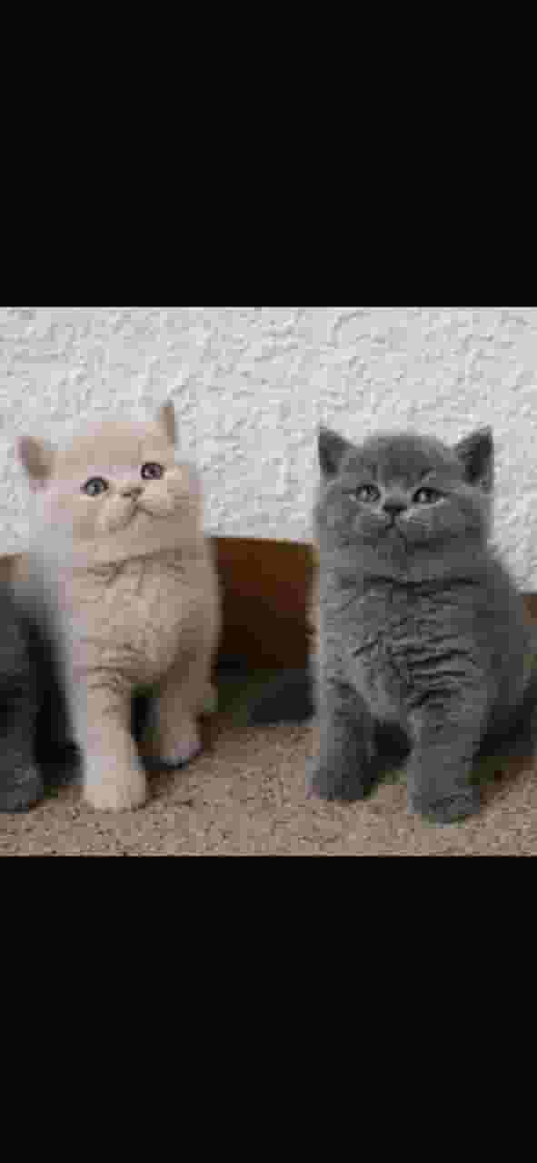 Males and females British shorthair