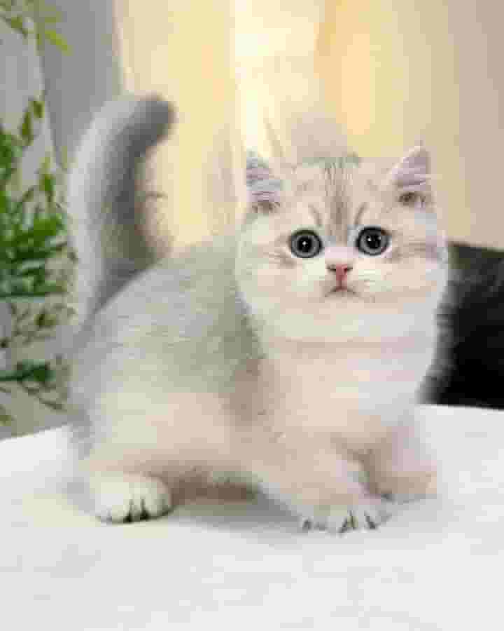 British shorthair