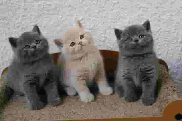 British shorthair kittens
