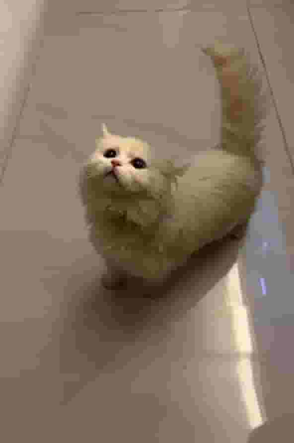 قط انجورا تركي